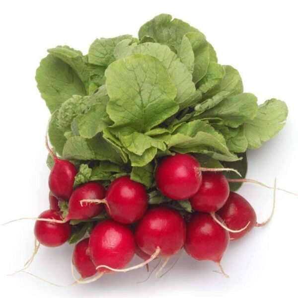 Heirloom Champion Radish Seeds (4g) by Patriot Seeds - 图片 3
