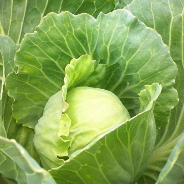 Heirloom Golden Acre Cabbage (2mg) by Patriot Seeds - 图片 5
