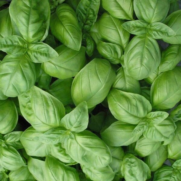Heirloom Genovese Basil Herb Seeds (1g) by Patriot Seeds - 图片 5